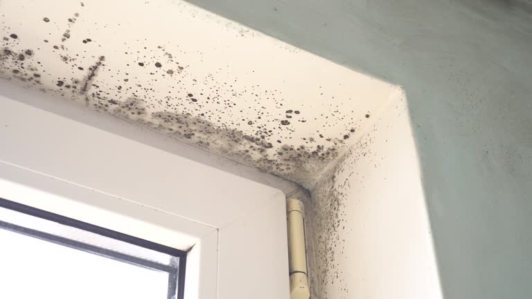 Best Mold Damage Restoration  in Grants Pass, OR